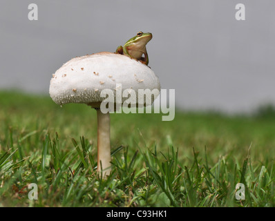 Rainette sur un champignon Banque D'Images