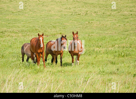 Petit troupeau de chevaux ranch sur vert pâturage des prairies en été Banque D'Images