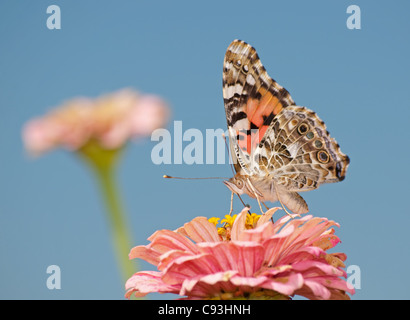 Papillon belle dame, Vanessa cardui, se nourrissant de Zinnia rose contre le ciel bleu Banque D'Images