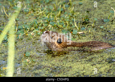 Une Coypu-Nutria dans marais de Louisiane - un animal considéré comme un ravageur et menaçant la vie des marais Banque D'Images