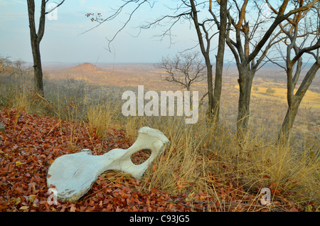 Le Zimbabwe est un petit pays doté d'une incroyable variété de paysages et d'animaux. Banque D'Images