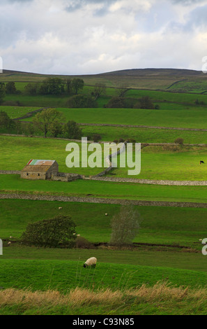 Wensleydale, près de Bambridge, Yorkshire, UK Banque D'Images