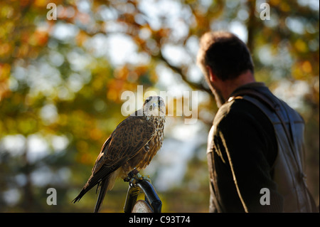 La falconer montrant des Falcon Banque D'Images