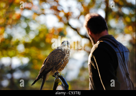 La falconer montrant des Falcon Banque D'Images