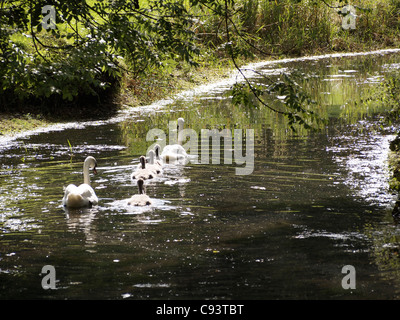 West Wycombe Park a des motifs de cygnes et beaucoup d'autres espèces sauvages Banque D'Images