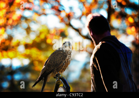 La falconer montrant des Falcon Banque D'Images