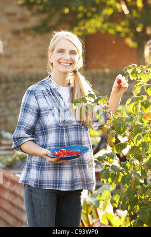 Femme cueillant des fruits sur l'attribution Banque D'Images