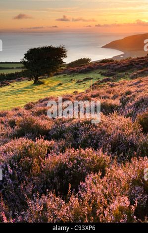 Heather fleurs et un arbre sur aubépine commune Porlock au lever du soleil. Exmoor, UK. Banque D'Images