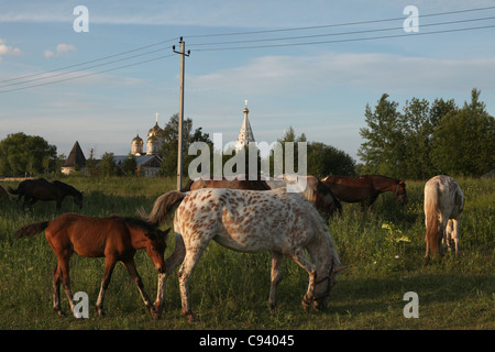 Troupeau de chevaux pâturages à côté de l'Luzhetsky monastère fondé en 1408 par Saint Ferapont à Mojaïsk, la Russie. Banque D'Images