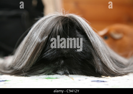 Longs cheveux cobaye (Cavia porcellus) Banque D'Images