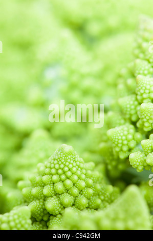 Le brocoli Romanesco ou romain le chou-fleur, Brassica oleracea Banque D'Images