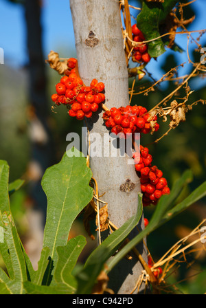 Redberries Banque D'Images