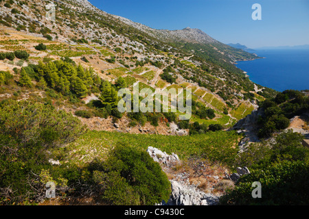 Vignes sur la colline en presqu'île de Peljesac, Croatie Banque D'Images