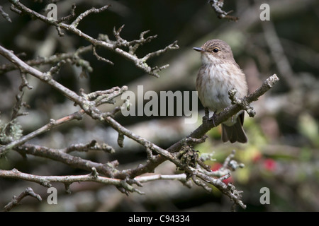 Spotted flycatcher (Muscicapa striata) dans une haie. Banque D'Images