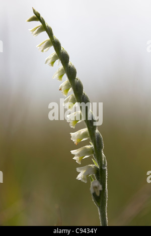 La dame d'automne (Spiranthes spiralis spiranthe orchid). Banque D'Images