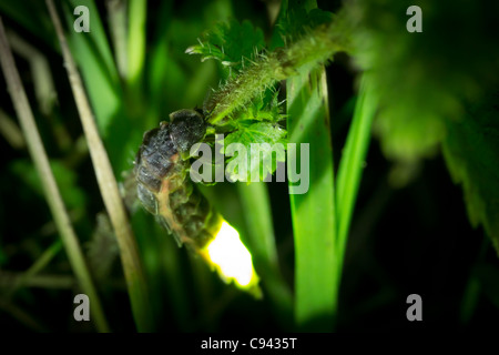 Glow worm femelle (Lampyris noctiluca) pendant la nuit. Banque D'Images