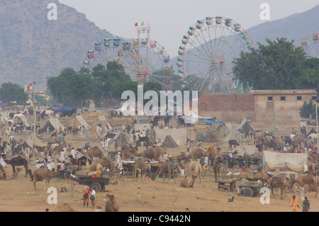 Mer de chameaux et chariots de chameau dans le camping, avec des grandes roues dans le parc derrière, Pushkar Mela, Pushkar, Rajasthan, India Banque D'Images