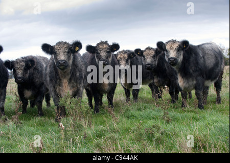 Troupeau de génisses croisées bleu-gris. Shorthorn X Galloway blanc. Banque D'Images