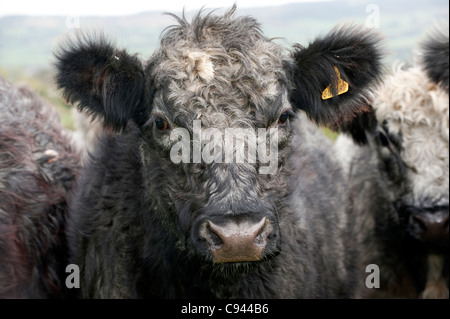 Troupeau de génisses croisées bleu-gris. Shorthorn X Galloway blanc. Banque D'Images