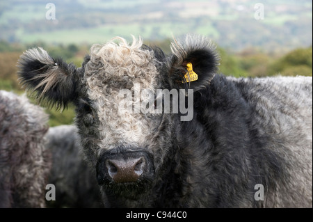 Troupeau de génisses croisées bleu-gris. Shorthorn X Galloway blanc. Banque D'Images