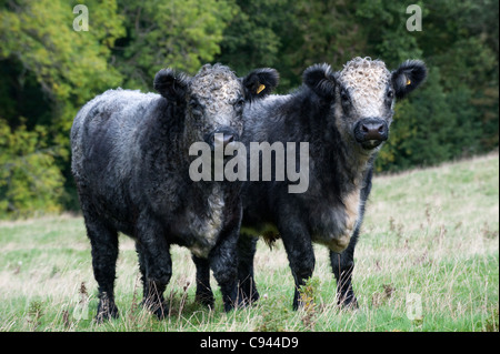 Paire de génisses croisées bleu-gris. Shorthorn X Galloway blanc. Banque D'Images