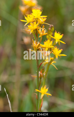 Bog Asphodel (arthecium ossifragum) Gameshope Valley près de Talla Water Scottish Borders Banque D'Images