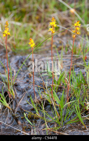 Bog Asphodel (arthecium ossifragum) Gameshope Valley près de Talla Water Scottish Borders Banque D'Images