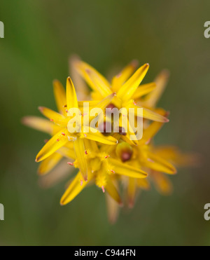 Bog Asphodel (arthecium ossifragum) Gameshope Valley près de Talla Water Scottish Borders Banque D'Images