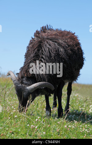 Moutons sur la lande ; Heligoland Helgoland auf Heidschnucke Banque D'Images