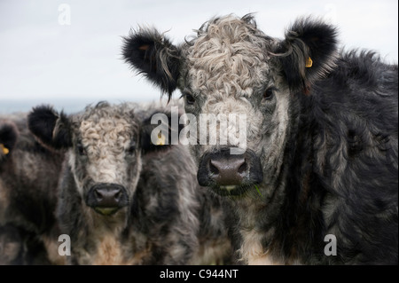 Troupeau de génisses croisées bleu-gris. Shorthorn X Galloway blanc. Banque D'Images