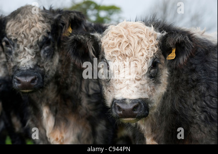 Troupeau de boeufs croisés bleu-gris. Shorthorn X Galloway blanc. Banque D'Images