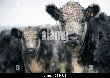 Troupeau de génisses croisées bleu-gris. Shorthorn X Galloway blanc. Banque D'Images