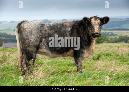 Troupeau de génisses croisées bleu-gris. Shorthorn X Galloway blanc. Banque D'Images