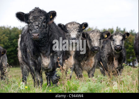 Troupeau de génisses croisées bleu-gris. Shorthorn X Galloway blanc. Banque D'Images