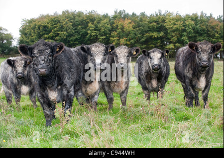 Troupeau de génisses croisées bleu-gris. Shorthorn X Galloway blanc. Banque D'Images