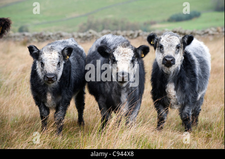 Galloway cattle gris bleu mâtiné de veaux sous la mère, dont le Whitebred bull Shorthorn. Banque D'Images