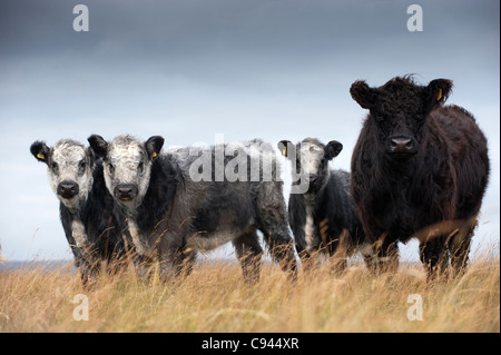 Galloway cattle gris bleu mâtiné de veaux sous la mère, dont le Whitebred bull Shorthorn. Banque D'Images