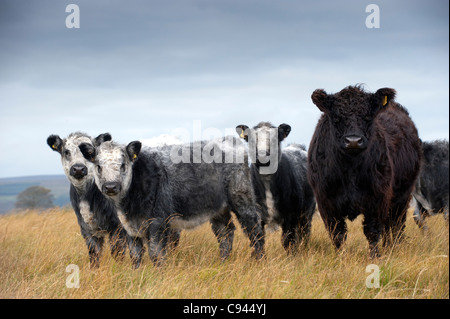 Galloway cattle gris bleu mâtiné de veaux sous la mère, dont le Whitebred bull Shorthorn. Banque D'Images