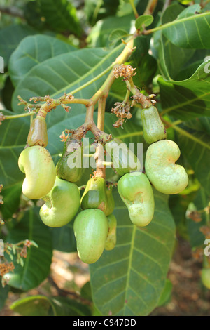 Cajou growing on tree en Thaïlande Banque D'Images