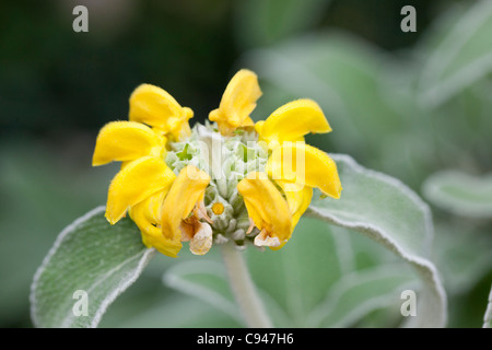 Jérusalem Sage, Lejonsvans (Phlomis fruticosa) Banque D'Images