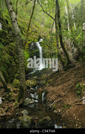 Une chute d'eau cachée dans la luxuriante forêt tropicale de Uvas Canyon, Californie Banque D'Images