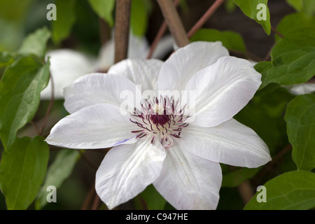 Mme Bateman (Clematis hybride) Banque D'Images