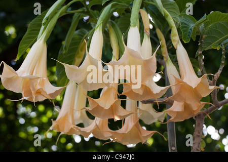 Angel's Orange Brugmansia versicolor (trompette) Banque D'Images