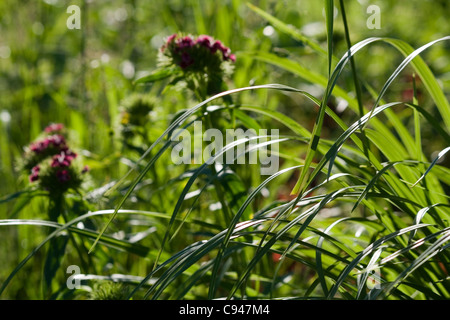 Sweet William (Dianthus barbatus) fleurs dans l'herbe Banque D'Images