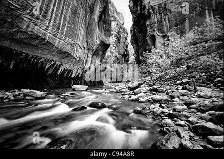 L'embranchement nord de la Virgin River qui a créé le canyon profond et cette section intitulée le passage étroit dans Zion National Park, Utah Banque D'Images