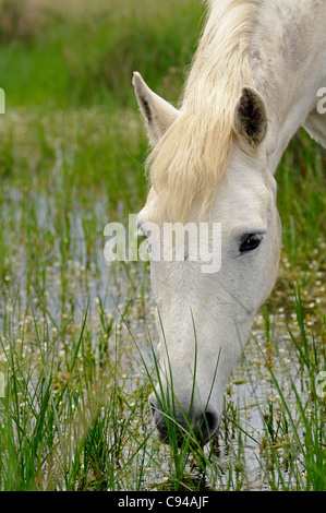 Cheval de Camargue se nourrissant de plantes dans une zone marécageuse, Camargue, France Banque D'Images