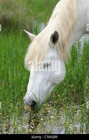 Cheval de Camargue se nourrissant de plantes dans une zone marécageuse, Camargue, France Banque D'Images