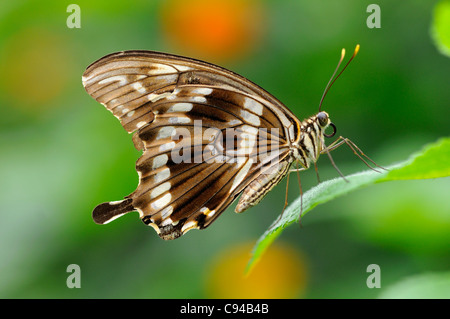 Papillon machaon Constantine Tropical, Papilio constantinus Banque D'Images