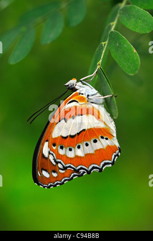 Papillon tropical marin commun Neptis hylas, Banque D'Images