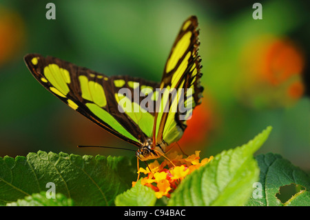 Papillon Tropical, Malachite Siproeta stelenes, Amérique du Sud Banque D'Images